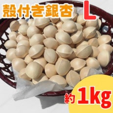 殻付き銀杏 (ぎんなん) 約1kg(200g×5パック)