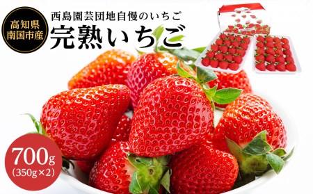 高知県南国市産／いちご（2023年1月～発送）