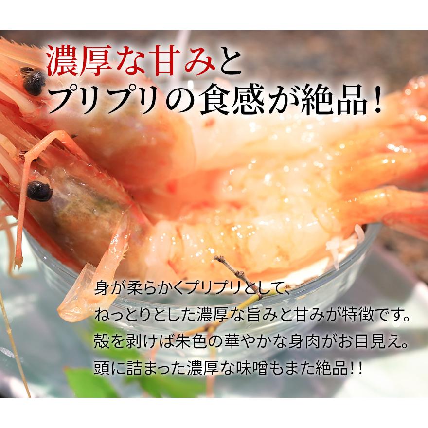 ぼたんえび 海鮮 ギフト 大13〜16匹 500g 冷凍 川村鮮魚店 エビ ボタンエビ   2023 プレゼント ギフト