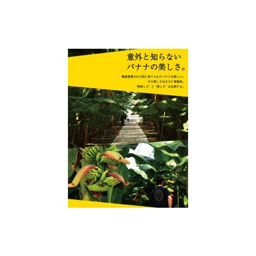ふるさと納税 宮崎県 川南町 国産バナナNEXT716　レギュラーサイズ「12本」