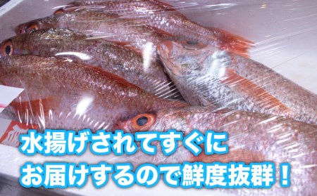 のどぐろ 500g up 1尾 特大 サイズ 冷蔵 アカムツ 下関 唐戸市場 直送 のどぐろ 下関名産のどぐろ 下関水揚げのどぐろ 高級魚のどぐろ 白身のどぐろ 刺身や煮つけにおすすめのどぐろ お酒のつまみのどぐろ 下処理済のどぐろ 冷蔵のどぐろ 8月以降お届けのどぐろ 鮮度抜群のどぐろ FY002_reizou