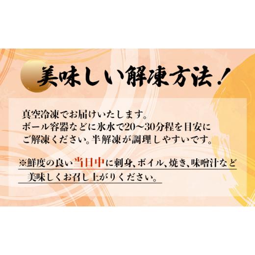 ふるさと納税 高知県 東洋町 伊勢海老おせちサイズ　5尾セット　S214