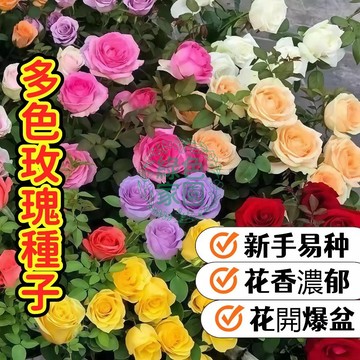 【多色玫瑰種子】超梦幻玫瑰花种子-四季开花/多色可选/新手易种/阳台庭院盆栽/送种植指南 自栽浪漫 情人节礼物 开花不断
