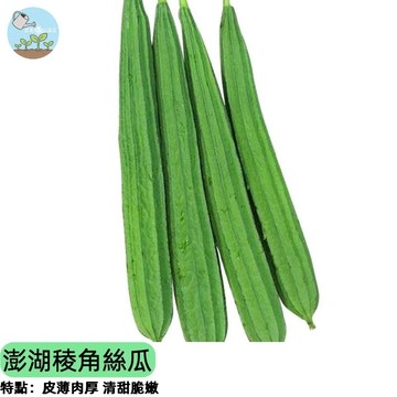 【澎湖原生種】稜角絲瓜種子 角瓜/十捻絲瓜 口感脆甜 耐熱好種 自家菜園豐收 搭棚架必買 煮湯炒菜都對味