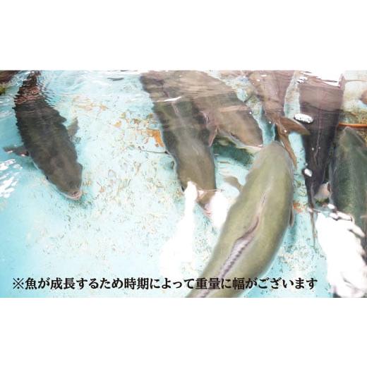 ふるさと納税 長崎県 西海市  養殖  ブリ 「光鰤」半身（ 刺身 用）1.4〜1.5kg＜小山水産＞ [CDZ001]