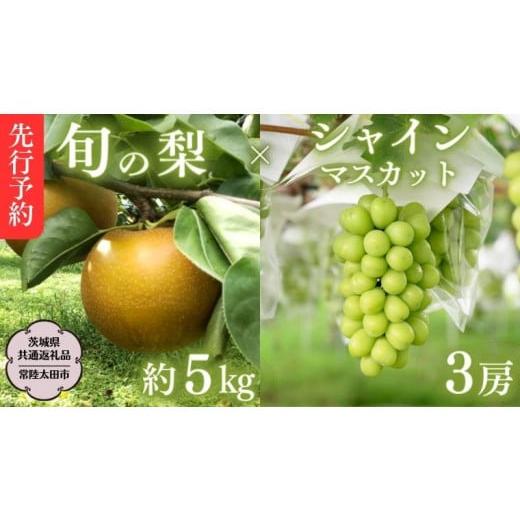 ふるさと納税 茨城県 桜川市  茨城県産 シャインマスカット3房と旬の梨詰め合わせ 約5kg 桧山果樹園 農家直送…