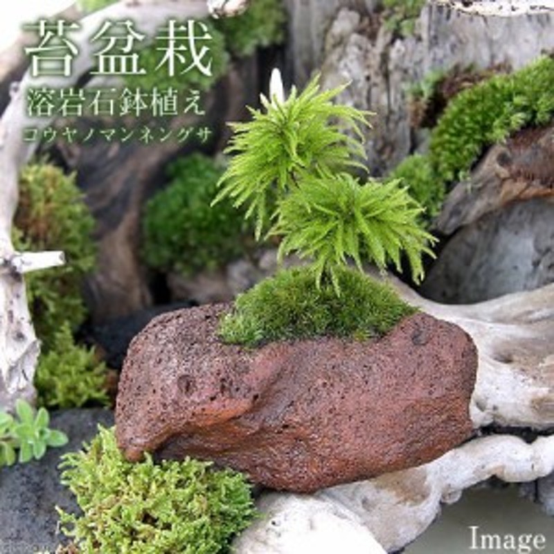 盆栽 苔盆栽 コウヤノマンネングサ 溶岩石鉢植え ヤマゴケ １鉢 通販 Lineポイント最大1 0 Get Lineショッピング