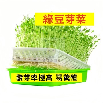 🌱早熟高產 綠豆芽菜種子 耐高溫 生長勢快 早熟品種 豆芽菜 豆菜 易種植 高產陽台水培土種盆栽蔬菜種子