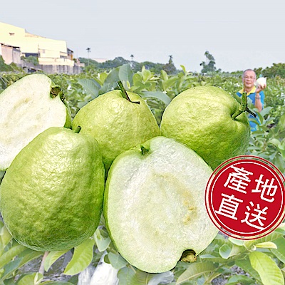 阿旺芭樂-二水產地現採直銷-濁水溪珍珠芭樂-送禮自吃首選水果禮盒10台斤/一箱