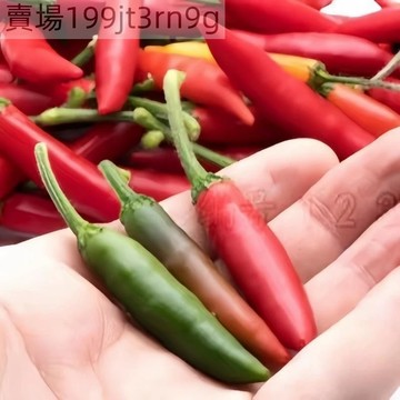 現貨🌶️【塞拉諾 辣椒種子】（100粒）新種上市 （微辣）四季種植果實甜味 高產可觀賞可食用辣椒種子 庭院陽台盆栽種植