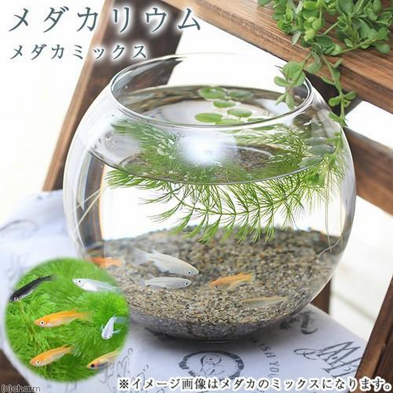 超激安 めだか）（水草）メダカリウム メダカミックスと浮き草 飼育 水槽