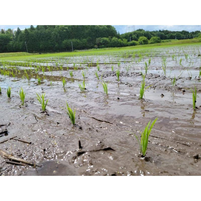 無洗米 美稲 栃木県産 コシヒカリ 令和4年産