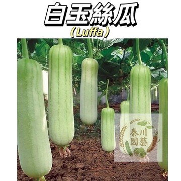 現貨（白玉絲瓜種子SG-2） 大長肉絲瓜個頭大~肉脆可留種四季播種盆栽爬藤蔬菜 新手易種植#果菜種子