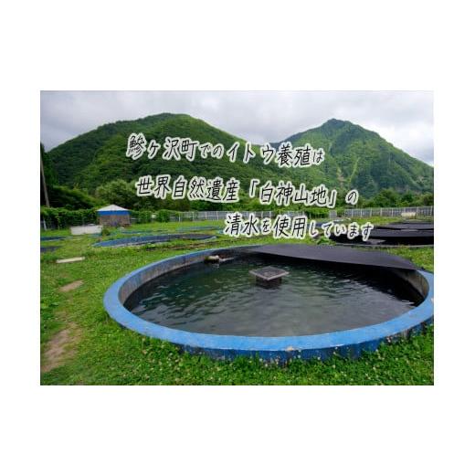 ふるさと納税 青森県 鰺ヶ沢町 鮮魚でお届け！幻の魚「イトウ」1尾(約1kg) ※配送地域限定