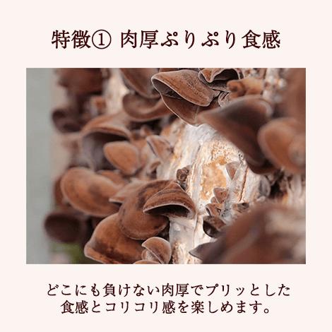 純国産 乾燥 きくらげ 大容量100g×3袋 敬老の日 健康 ダイエット 栄養 ビタミンD お歳暮 ギフト プレゼント