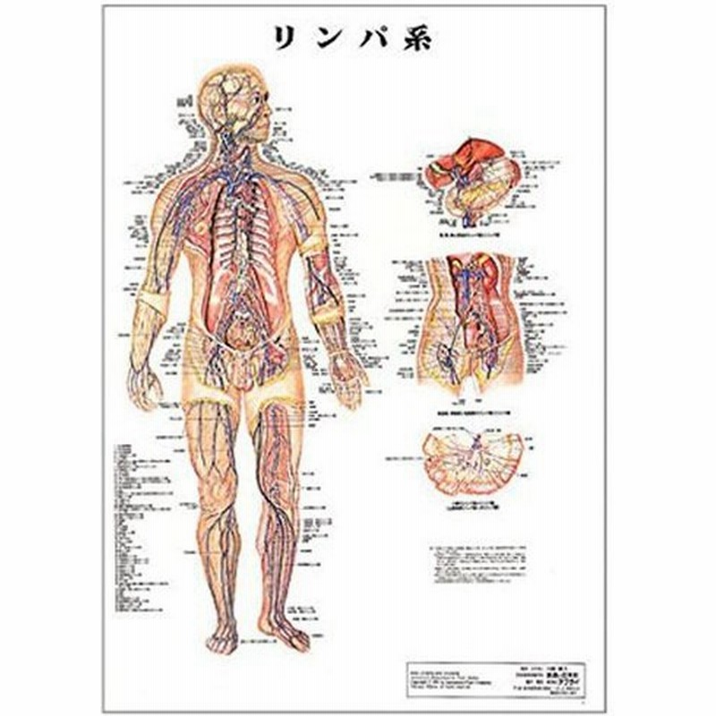 リンパ系 デスクサイズプラスチック版 ポスター 人体チャート 医学チャート 人体ポスター 人体解剖図 人体図 プラスチック版 デスク 通販 Lineポイント最大0 5 Get Lineショッピング