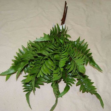 仿真葉材 精品觀音蕨 綠色假植物 室內家居裝飾單枝假花 攝影道具