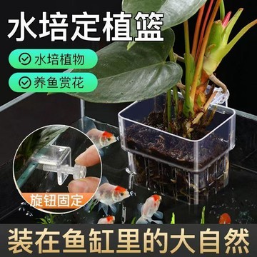 🥇魚缸水草杯掛壁式種植杯魚缸植物造景透明加厚水培器皿水培定植籃