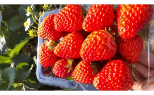たっぷり 満タンいちご 約1kg（約250gパック4パック） 紅ほっぺ、よつぼし、恋みのり　から厳選　いちご 果物 フルーツ 苺 イチゴ くだもの 静岡県県産 期間限定