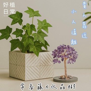 【好植日常】｜好植日常｜送禮綠植水晶樹兩件組｜常春藤 × 水晶樹 -與藤共生，讓貴人靠近、不善遠離