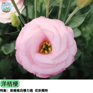 🌸F1洋桔梗種子 切花重瓣品種 盆花也可種 花店常用花 玫瑰粉/白/紫可選  育苗必成 台灣現貨