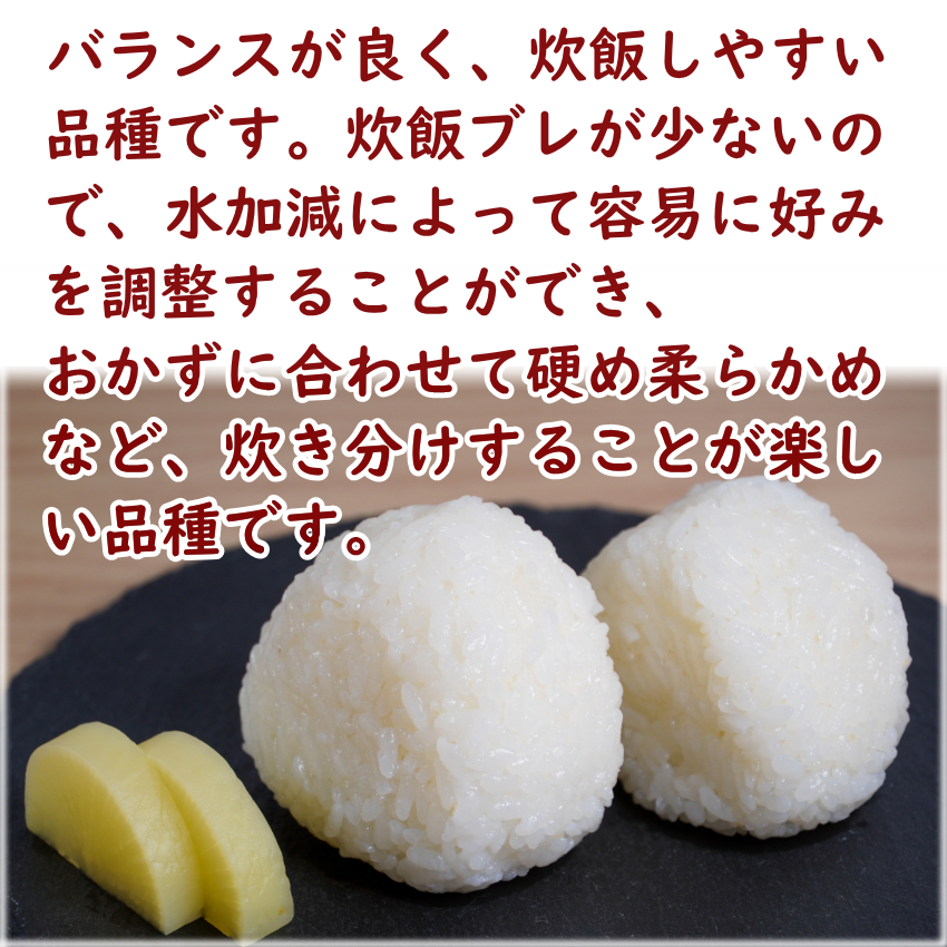 令和5年産 新米 宮城県産 ひとめぼれ 5kg×2 送料無料 10kg 米10kg 送料無 小分け