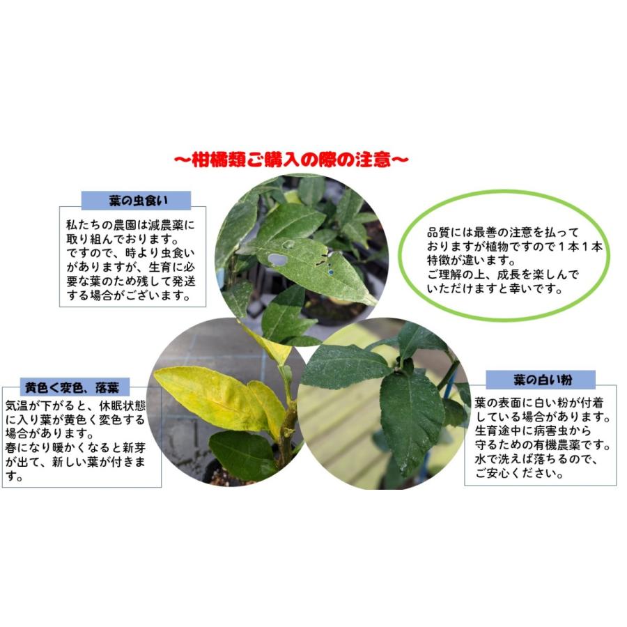 レモン 苗木 リスボン鉢植え 家庭菜園 簡単 檸檬 lemon［小］ 柑橘 果樹 れもん