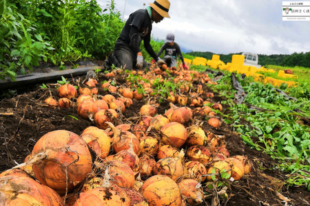 いそベジ農場の季節の野菜詰め合わせセット〔IV-01〕