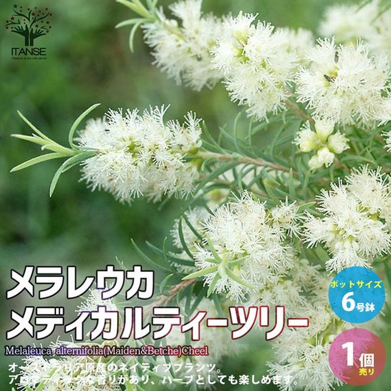 メラレウカ メディカルティーツリー 庭木 庭園樹木 ハーブ 6号 1個売り 庭木 植木 花木 観賞用 新生活 プレゼント 贈答 送料無料 通販 Lineポイント最大0 5 Get Lineショッピング