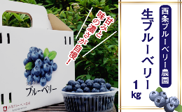  生ブルーベリー １㎏　西条ブルーベリー農園 ブルーベリー 2024年7～8月発送