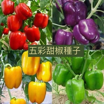 七彩甜椒種子 燈籠椒 菜椒 彩椒 牛角椒 家庭園藝 陽台盆栽 自種蔬菜 非基改 育苗栽培 食用觀賞兩用 新手易種