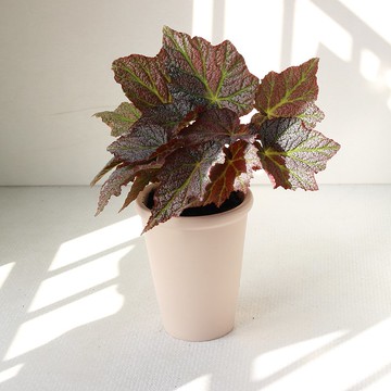 植栽 盆栽 l 優雅秋海棠(中盆) 金屬質感葉片 室內植物 開幕盆栽