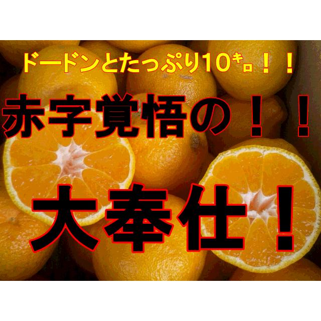 不知火　訳あり　箱込１０キロ（９kg＋保証分５００g）デコポンと同品種　熊本産 みかん ミカン 蜜柑　デコみかん　でこみかん