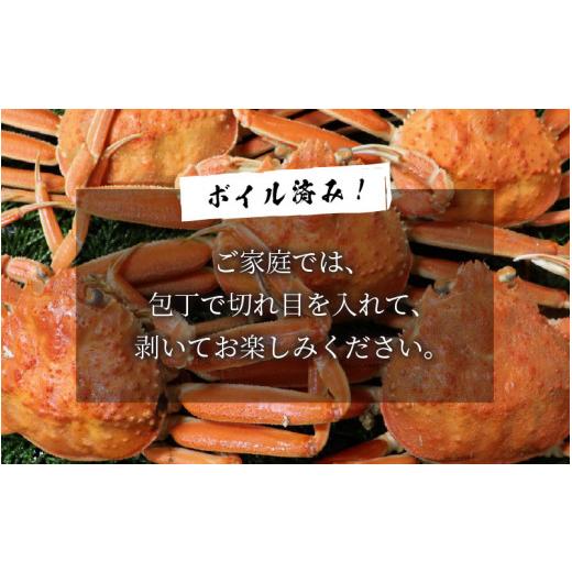 ふるさと納税 福井県 あわら市 ボイルせいこがに 5杯 《2023年11月6日解禁！獲れたての味！》 ／ 期間限定 茹で ボイル 冷蔵 蟹 カニ 福井県 あわら市 海鮮 冬…