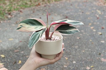土培植栽│彩虹竹芋_室內植物 辦公室盆栽 店內布置 送禮