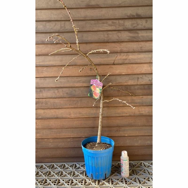 水蜜桃。桃の苗果樹。鉢ごと無料で発送致します。 桃の苗木 6寸鉢植え 照手水蜜桃：果樹苗 テルテスイミツモモ