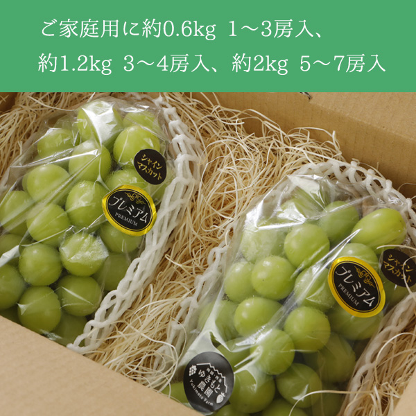 2024年分予約 減農薬 愛媛産 シャインマスカット 訳あり 約2kg 5〜7房入 ぶどう ブドウ 葡萄 SSS