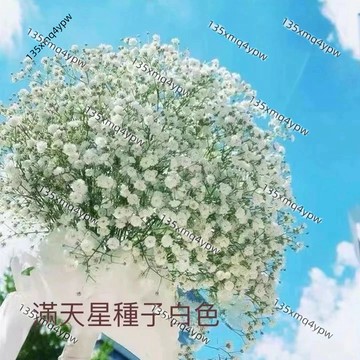 台灣現貨 滿天星種子（500粒）四季 重瓣四季開花易爆盆陽臺盆栽傢庭室內外 觀賞花卉種子 發芽率高新手推薦花卉 滿天星