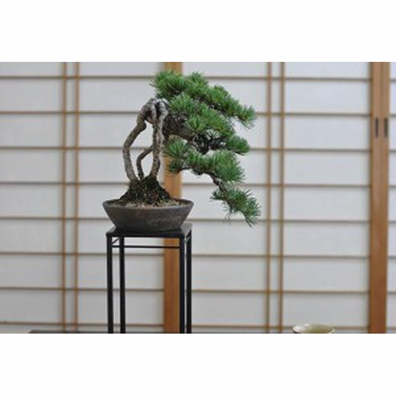 盆栽 根上りの懸崖五葉松 ミニ盆栽 Bonsai ぼんさい ごようまつ 高級 ギフト 至高 芸術 職人 松盆栽 通販 Lineポイント最大1 0 Get Lineショッピング