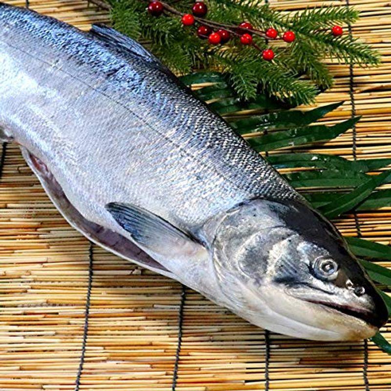 北海道産 秋さけ 新巻鮭 約１．６ｋｇ