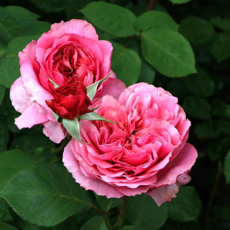 バラ苗 切花品種 フラミンゴローズ Flamingo Rose 超レア - 植物/観葉植物