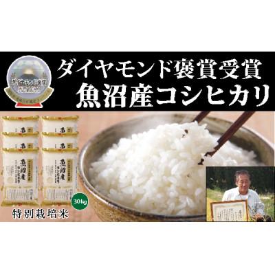 ふるさと納税 津南町 令和4年産　魚沼産こしひかり　5kg×6袋