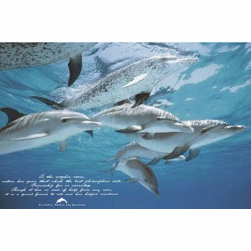 イルカ ポスター 素敵な友だち フレーム付 通販 Lineポイント最大1 0 Get Lineショッピング