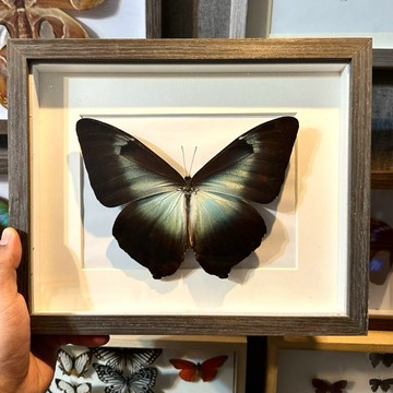 【現貨】🦋陰陽蝶🦋 Morpho 蝴蝶 昆蟲 模型 乾貨三角紙包裝 #非活體 #類模型 #藝術品