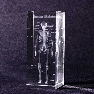 賽先生科學工廠 透視人體骨骼水晶紙鎮