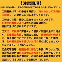 文旦 南国 高知 贈答 土佐文旦 6kg 柑橘 フルーツ みかん 産地直送 土佐文旦 須崎市 高知県