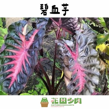 《花田多肉》🌵【碧血芋】 3吋盆 水芋/觀葉植物/觀音蓮/戶外植物/園藝/盆栽/綠化/造景/龜背芋