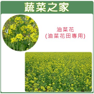 【蔬菜之家】精選特優油菜花種子(油菜花田專用)(產地台灣)500公克、1公斤(共有2種包裝可選)