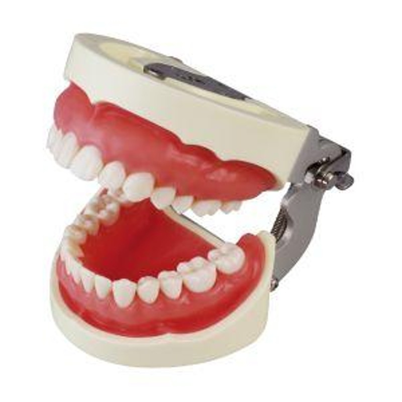 補綴修復用顎模型(NISSIN DENTAL MODEL) (D16FE-500A(GSF)-QF) | LINEブランドカタログ