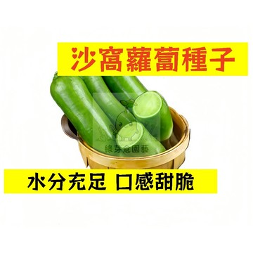🌱【現貨-隔日到店】🥕沙窩蘿蔔種子 LB-19 水分充足 口感甜脆 家常水果蔬菜蘿蔔 高產 菜頭 田園庭院盆栽蔬菜種子